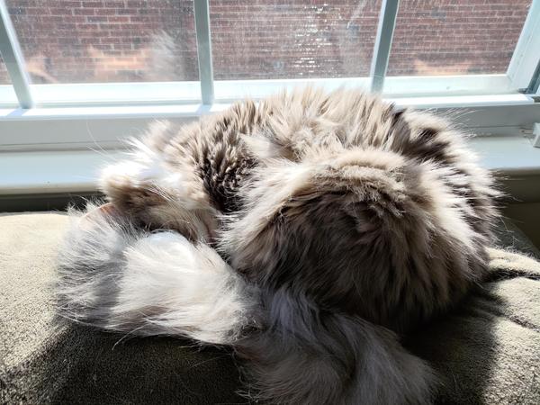A fluffy gray cat disguising herself as a tribble