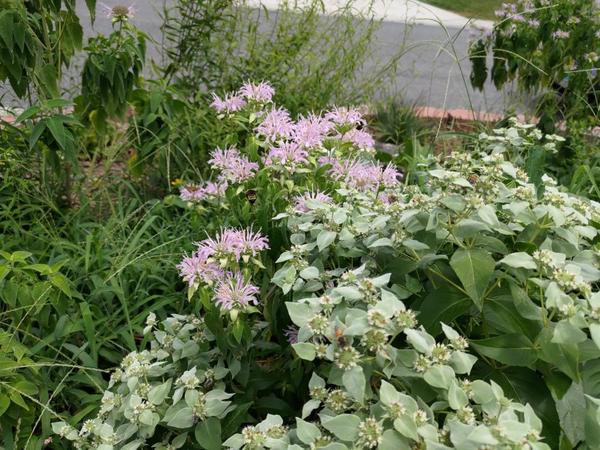 Garden with purple bee balm (and bees)