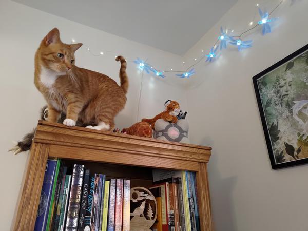 An orange cat looking down from a bookshelf, very proud of himself