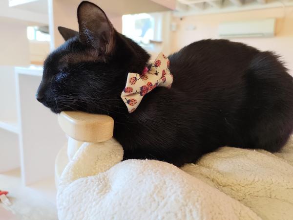 A sleepy black cat with its chin stretched out, wearing a ladybug pattern bowtie