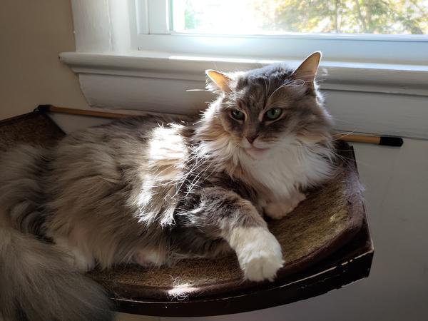 Ada, an exceptionally floofy gray and white kitty, lounges in her window seat