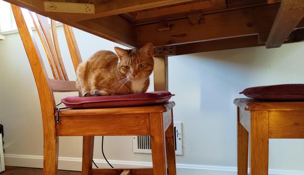 Charlie, squeezed into a chair under the kitchen table