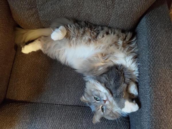 A floofy gray cat smugly demonstrating that she can twist her spine 270 degrees