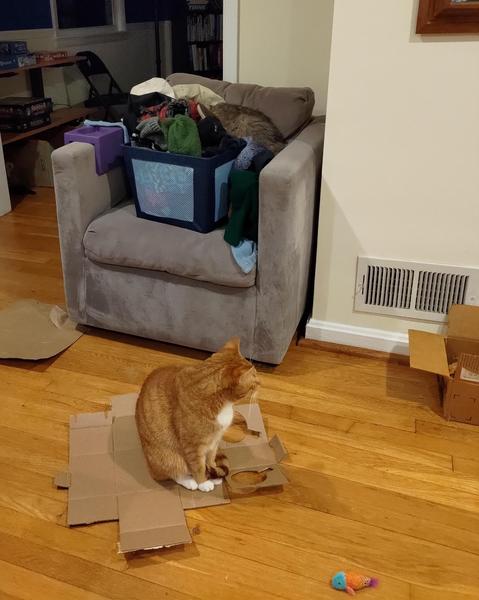 In the foreground, an orange cat sitting on an unfolded box. Behind him is a gray armchair with a pile of hats and scarves on it