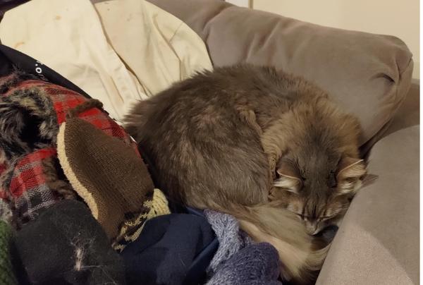 The same pile of hats and scarves, close up to reveal a snoozing gray cat in the midst of them