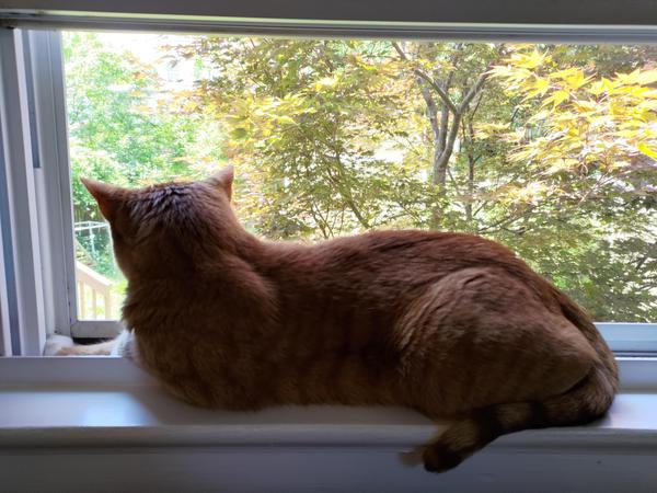 Orange cat sitting in an open window, looking out