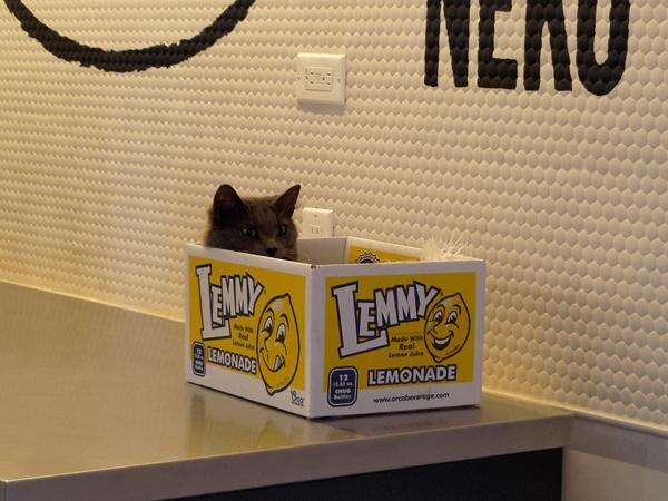 A gray cat ensconced in a box that says lemonade, with a cheerful cartoon lemon on it