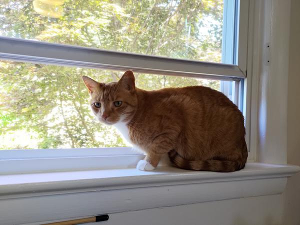 Charlie, a handsome orange kitty, lurks in an open window like a furry gargoyle