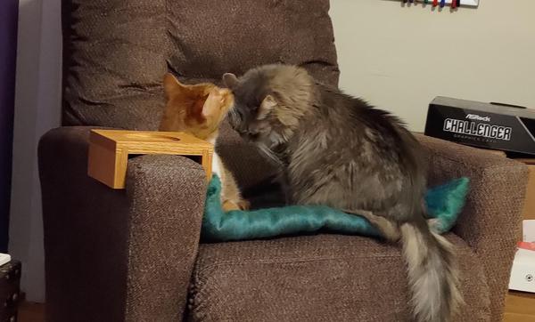 On a brown armchair, an orange cat grooms a gray longhaired cat