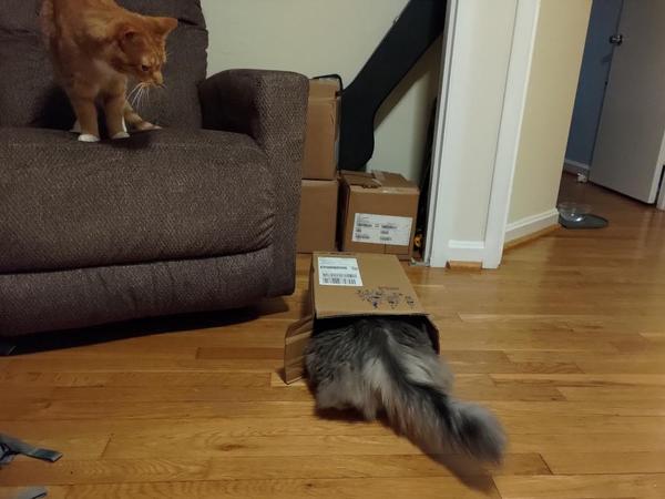 Cat tail and haunches sticking out of a box, while orange cat looks on