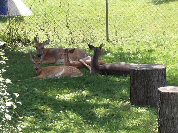 Two adult deer and two fawns, snoozing in the shade