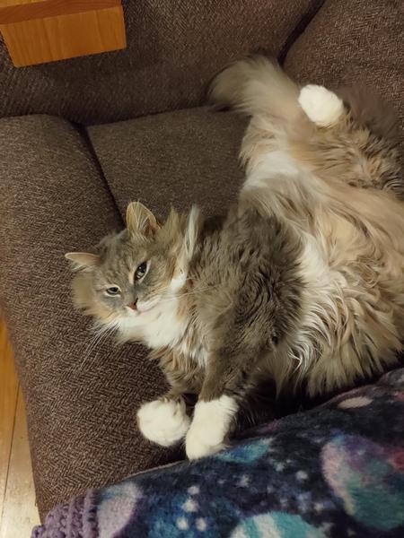 A fluffy gray and white cat who has somehow twisted herself into a pretzel