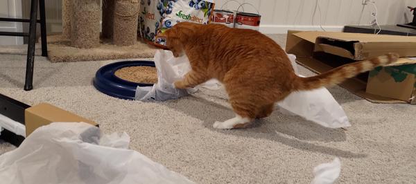 An orange cat getting packing paper tangled up with his toys