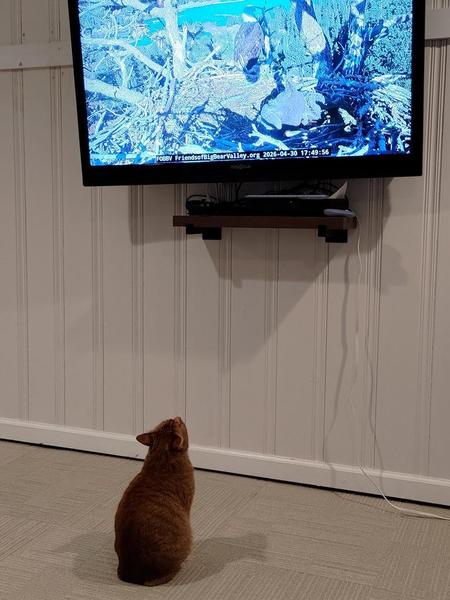 Charlie, an orange cat, gazes adoringly up at a tv showing a bald eagle nest