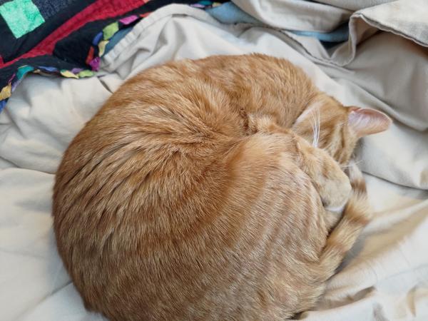 An orange cat disguising himself as a donut