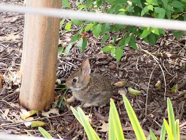 A tiny baby bunny in a mulched garden, chomping some grass
