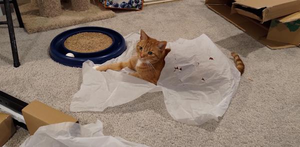 An orange cat getting himself tangled up in packing paper