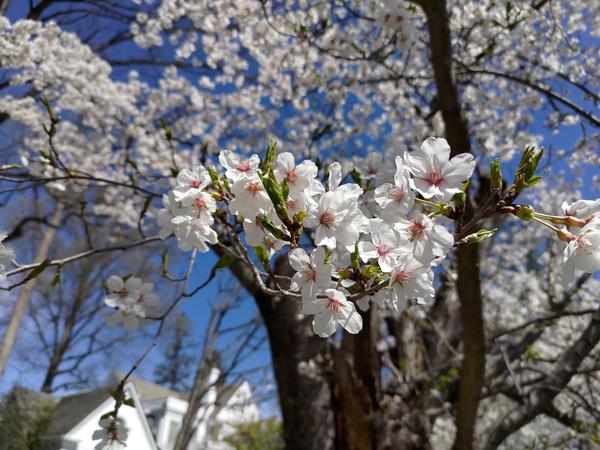 A cluster of puffy white cherry blossoms, against a background of more blooming cherry trees and blue skies