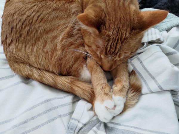An orange cat snoozing with his paws clasped out in front of him