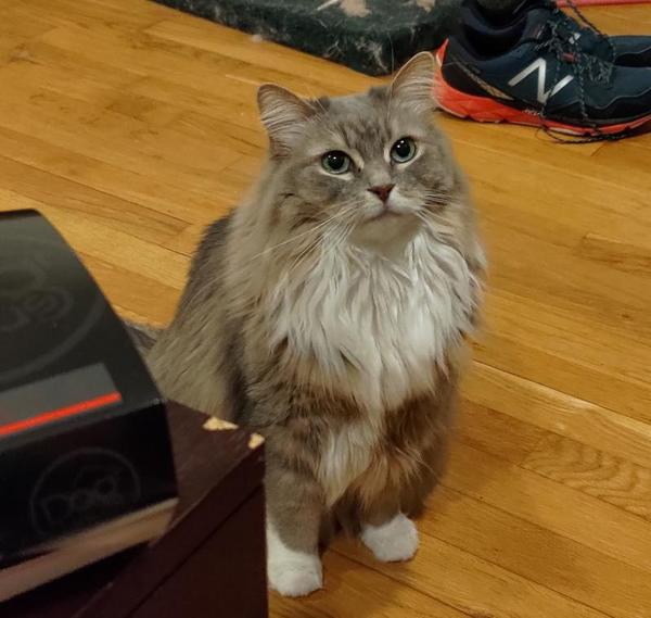 A gray and white fluffy cat who is not angry, just disappointed