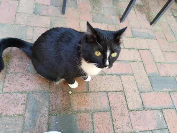 A small, friendly black-and-white cat on a brick courtyard, avoiding eye contact