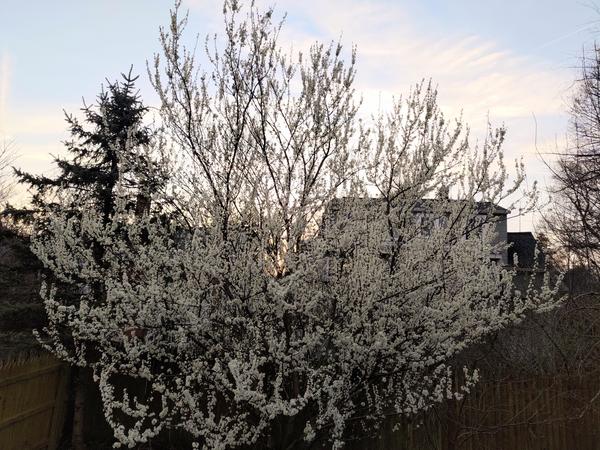 A voluminous tree covered in puffy white blossoms, against a wooden fence and a sunset sky with scattered clouds