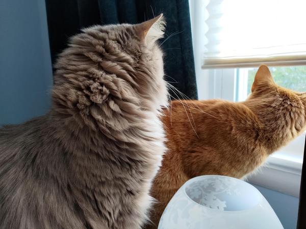 Two cats, ears forward, staring out the window