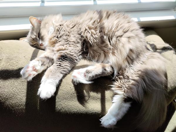 A fluffy gray and white cat, half asleep, stretched out in a sunbeam on the back of an olive green couch