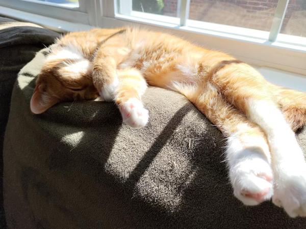 An orange cat in a sunbeam, one paw shading his face