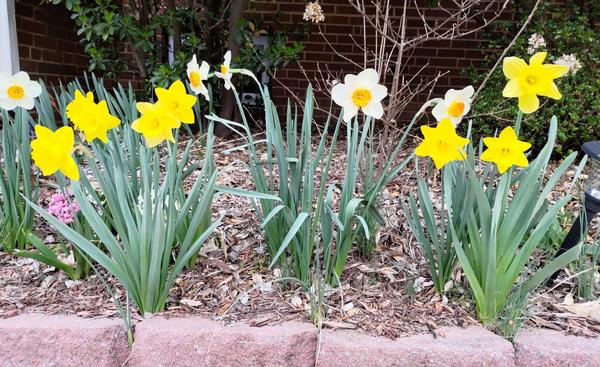 Daffodils, yellow and white, in an early spring garden