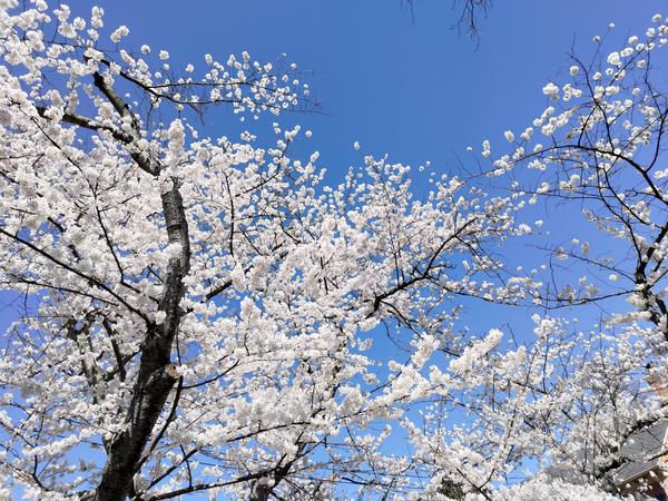 Cherry blossoms against a blue sky