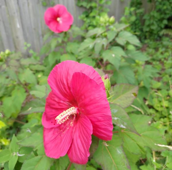Big red hibiscus flowers