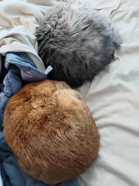 two balls of fur with no obvious heads or limbs