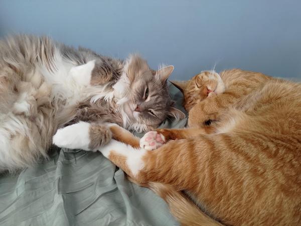 A floofy gray cat and an orange cat, sprawled out for a nap, paws touching