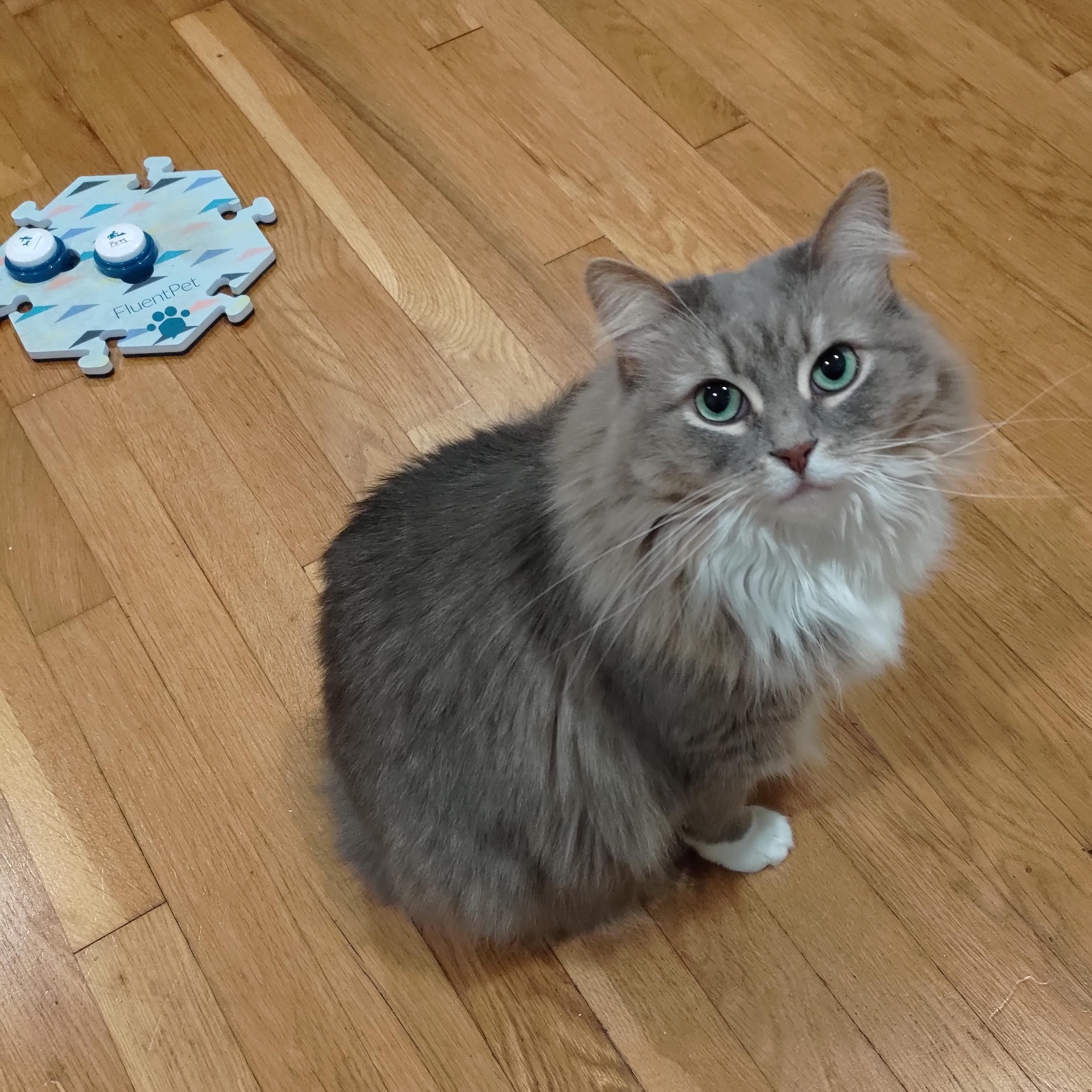 Ada the fluffy gray cat says: "Vote!"