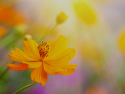 Springtime Flowers
