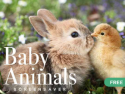 Baby Animals Screen Saver
