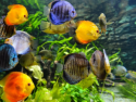 Aquarium Free - Aquatic Peaceful videos