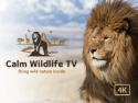https://www.rokuguide.com/channels/calm-wildlife-tv-watch-4k-uhd