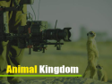 Wildlife & Animal Kingdom
