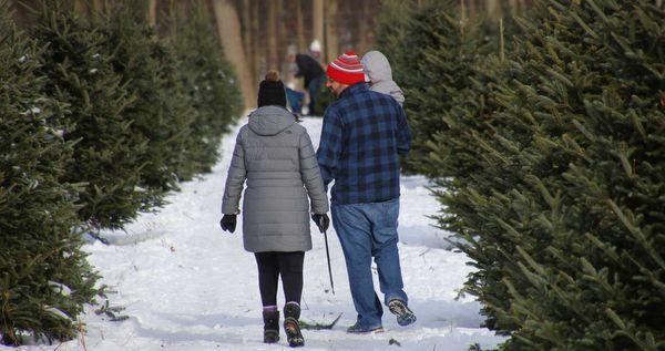 Stokoe Farms Christmas Trees