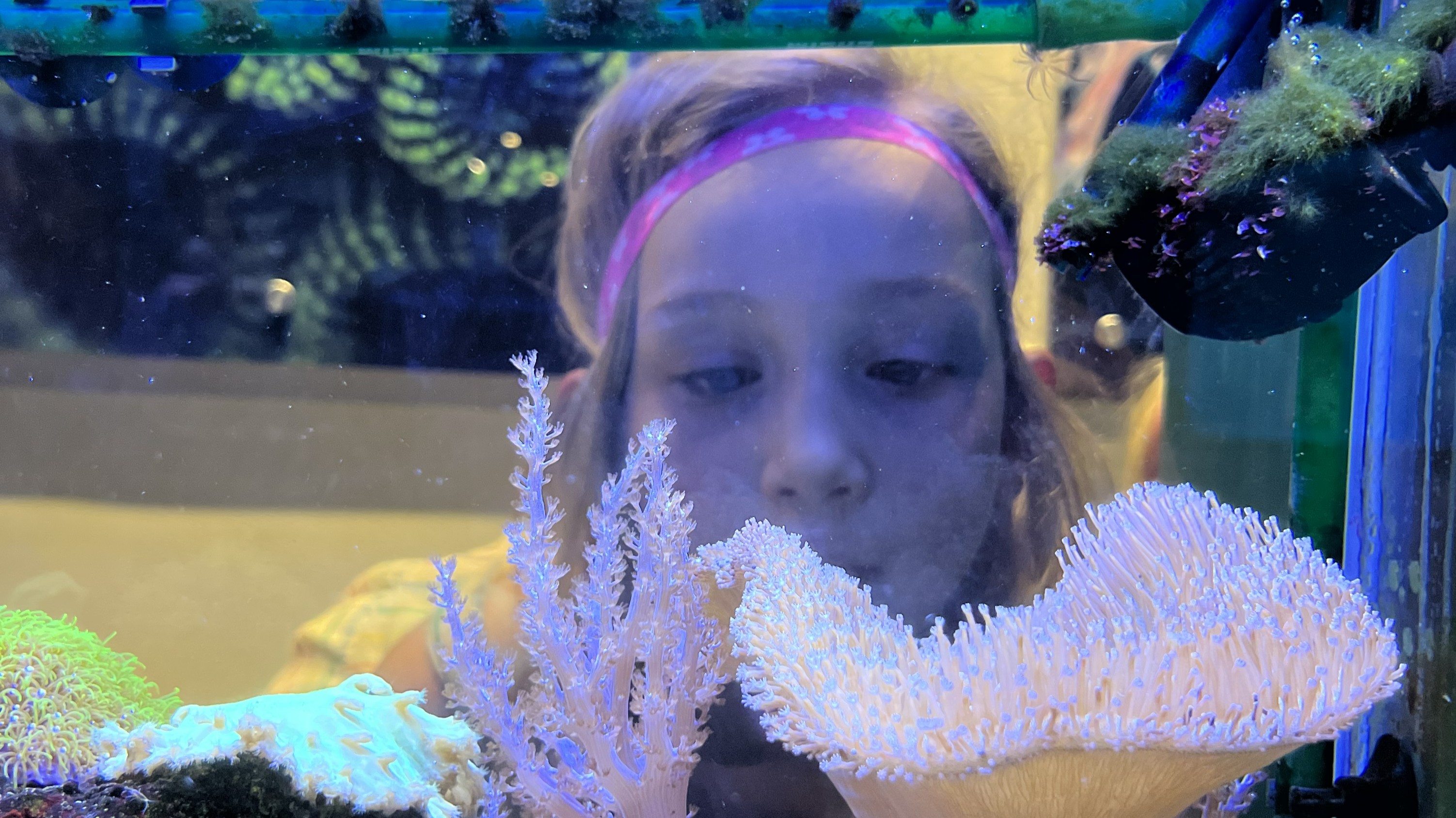 Butterfly Pavilion’s Rosie’s Discovery Summer Camps