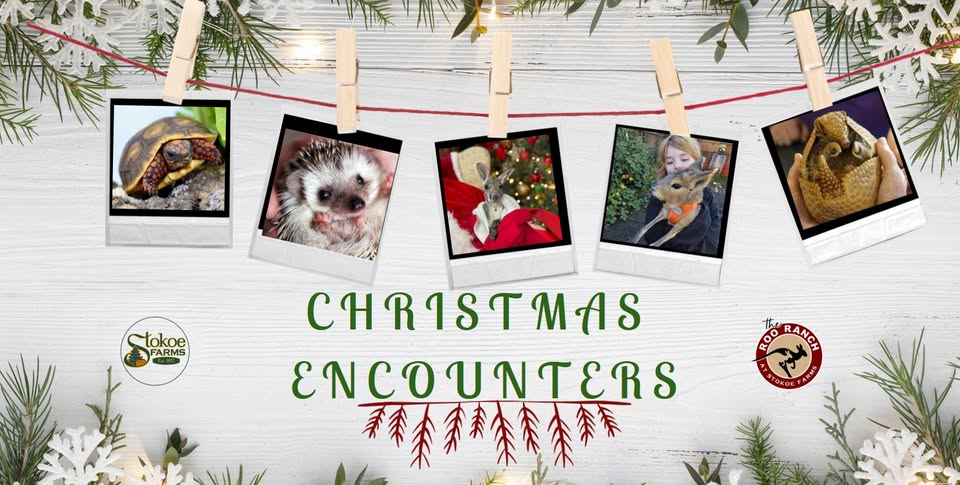Christmas Encounters at Stokoe Farms