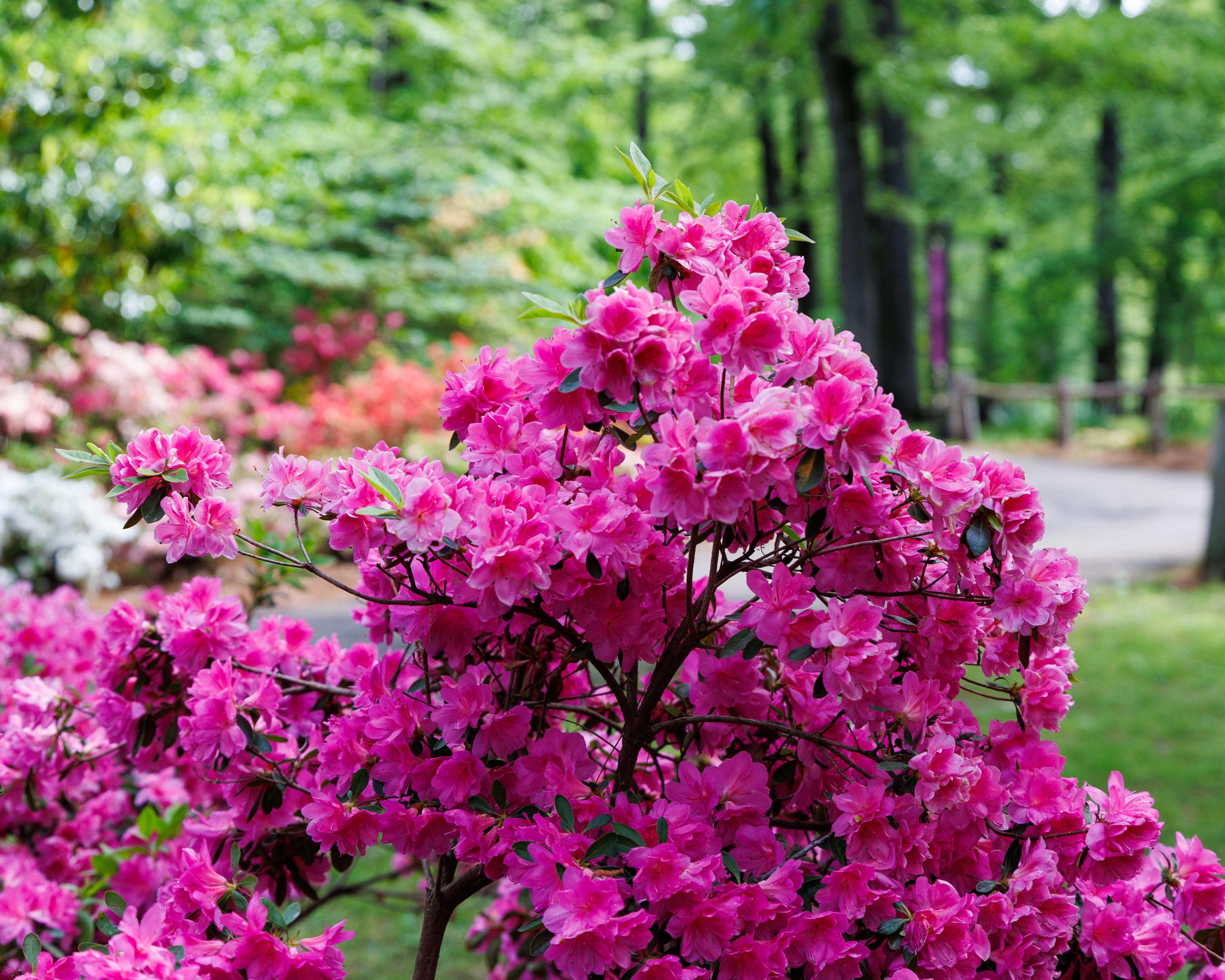 Memphis Botanic Garden