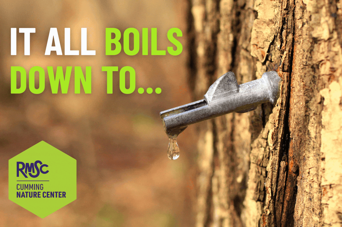 RMSC Maple Sugaring