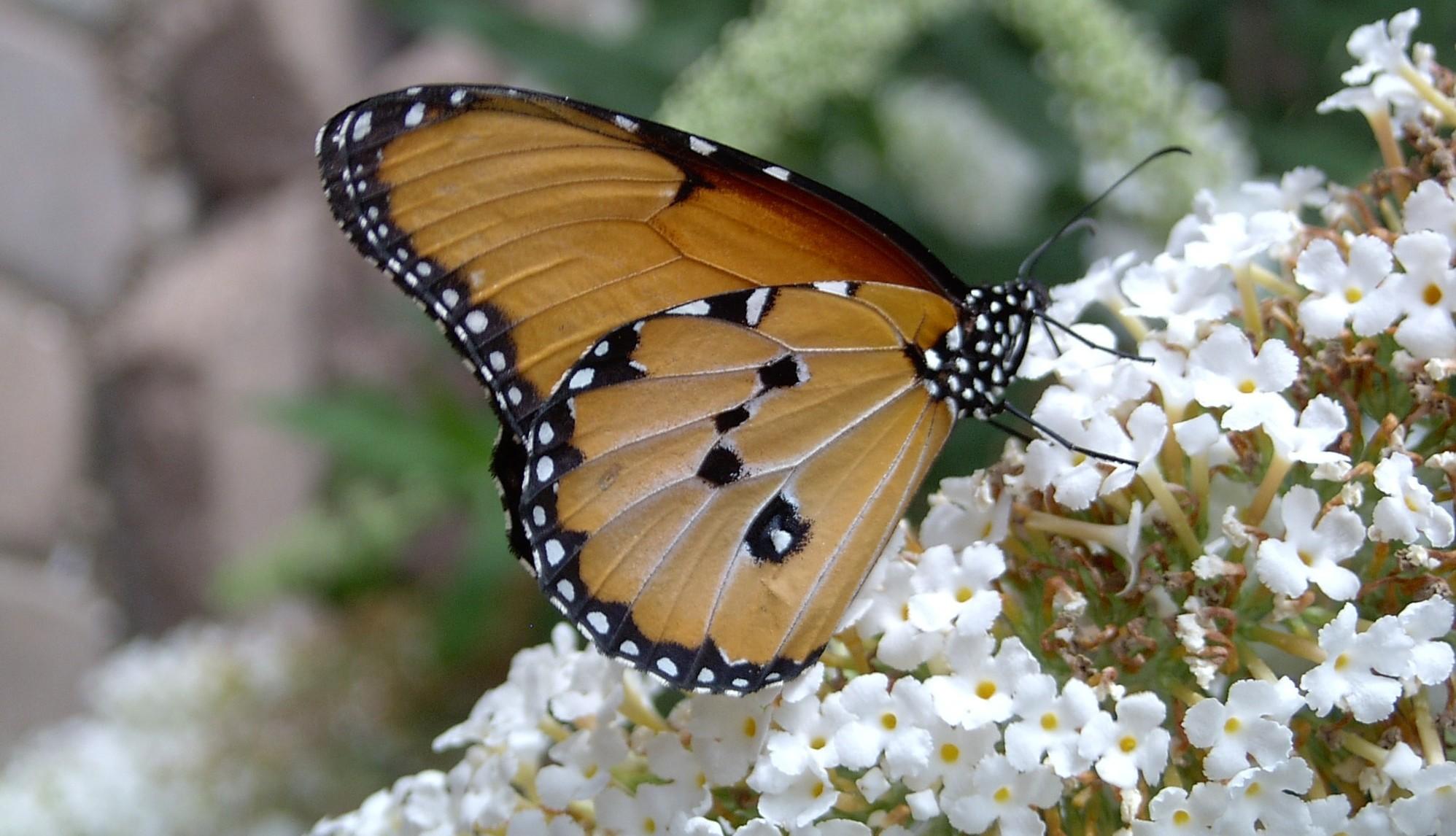 Museum Mondays at The Strong