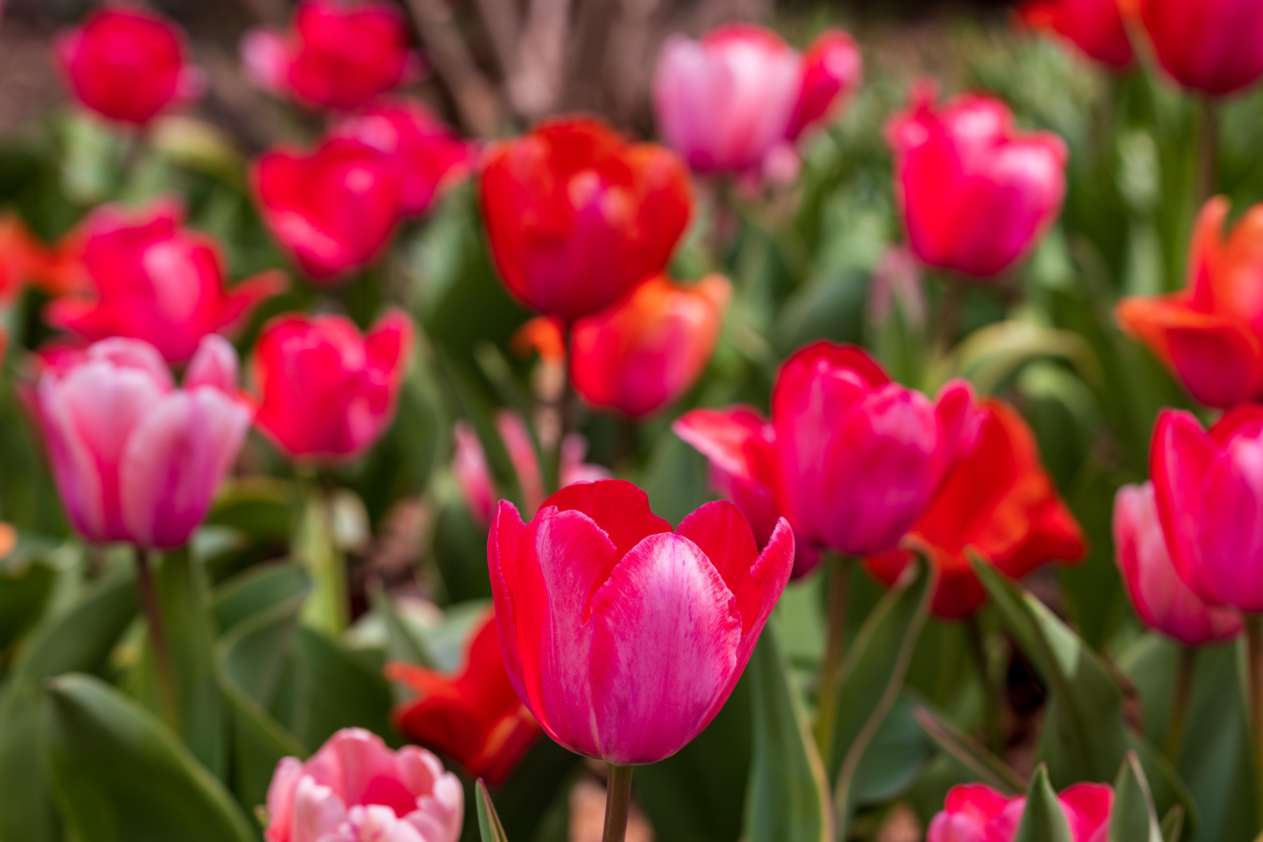 Memphis Botanic Garden
