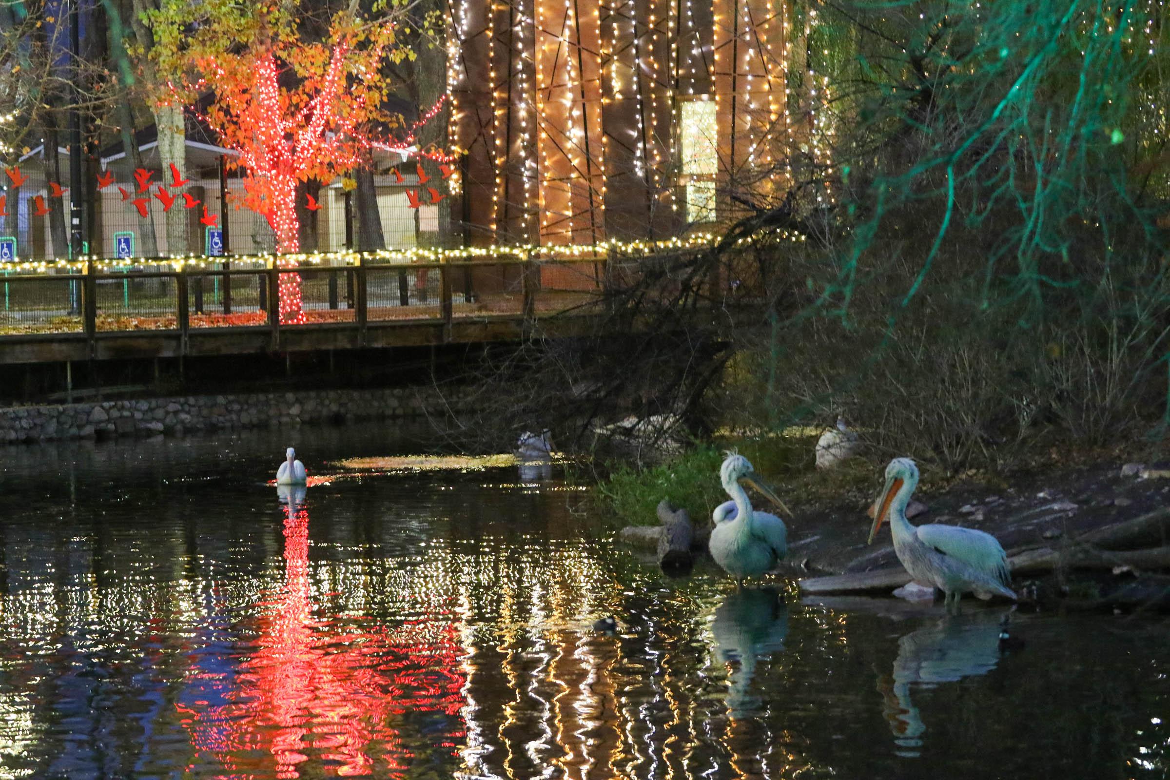 Tracy Aviary Birds and Lights