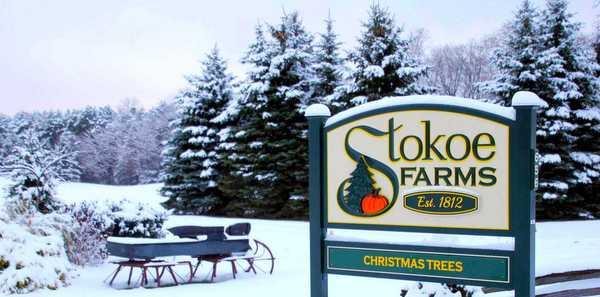 Stokoe Farms Christmas Trees
