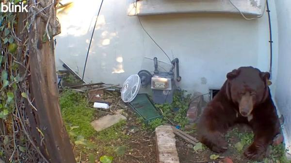 Yellow 2120 emerging.